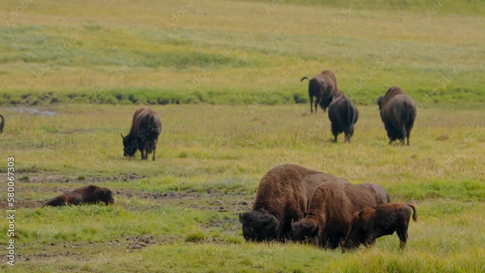 Wild bisons resting in the field in a Yellowstone National Park. Wildlife animals in the USA. Wild bisons resting in the field in a Yellowstone National Park. Wildlife animals in the USA.