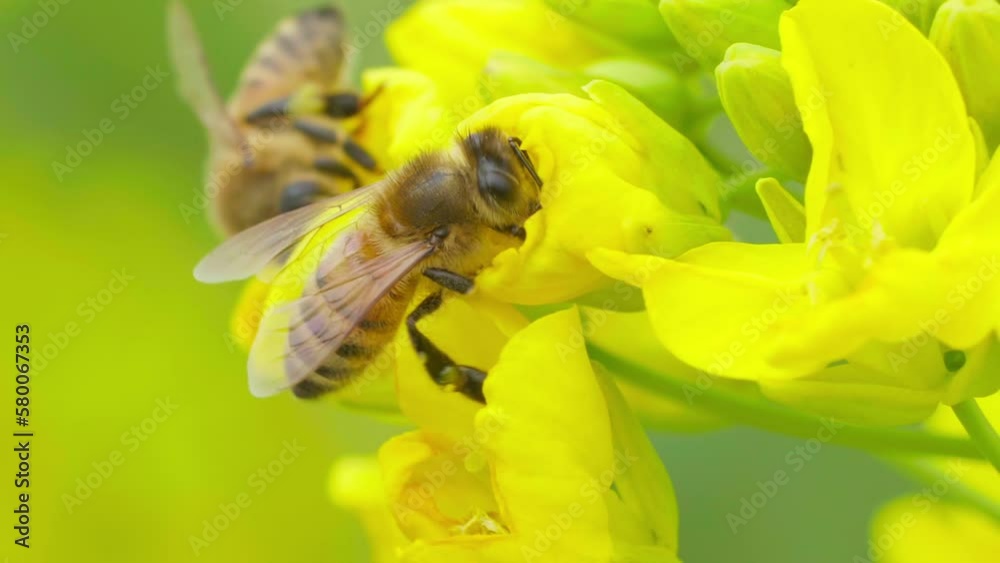 Close up of one honey bees pollinating rapeseed flowers in spring field Close up of one honey bees pollinating rapeseed flowers in spring field