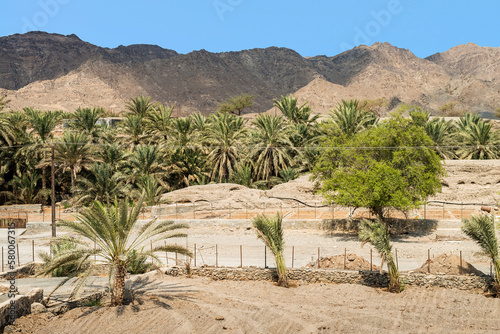 Wadi mit Palmen im Hadschar-Gebirge