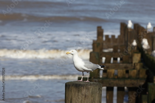 Seagull on the Norfolk Coast Walcott UK