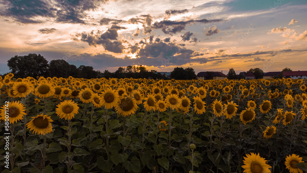 Obraz premium sunflower field at sunset