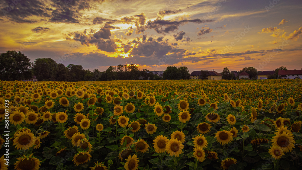 Fototapeta premium Sunflower field
