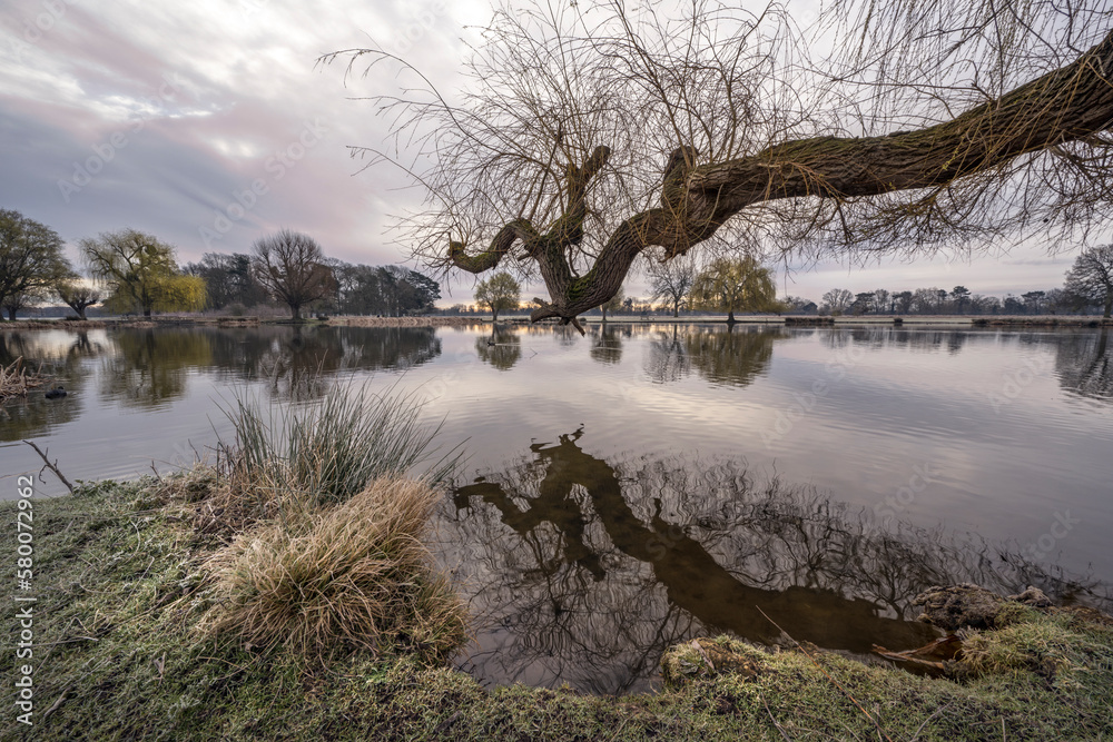 Large tree branch reaching out across the pond Large tree branch reaching out across the pond