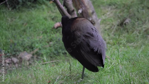 Grey-winged trumpeter ist sitting in the grass. Psophia crepitans photo