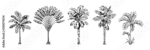 Hand drawn black and white tropical palms. Vector illustration set. Hawaiian plants in realistic style. Foliage design. Botanical elements isolated on a white background.