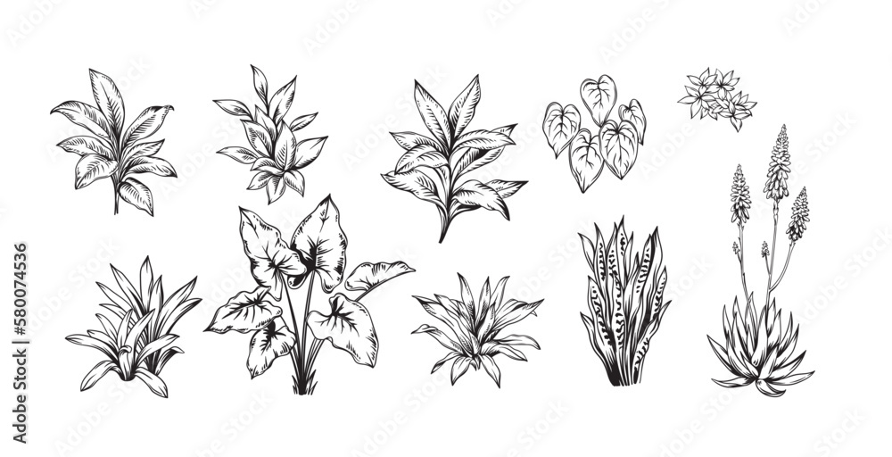 Hand drawn black and white tropical plants. Vector illustration set. Foliage design. Botanical element isolated on a white background. Hand drawn black and white tropical plants. Vector illustration set. Foliage design. Botanical element isolated on a white background.