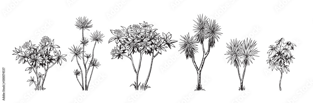 Obraz premium Hand drawn black and white tropical trees. Vector illustration set with exotic plants. Foliage design. Botanical element isolated on a white background.