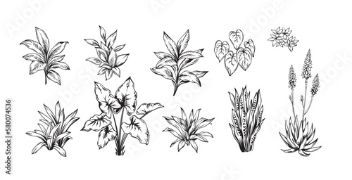 Hand drawn black and white tropical plants. Vector illustration set. Foliage design. Botanical element isolated on a white background.