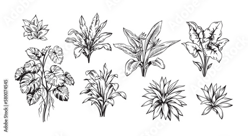 Hand drawn black and white tropical plants. Vector illustration set. Foliage design. Botanical element isolated on a white background.