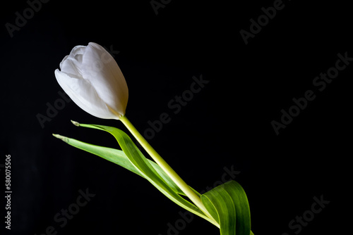 One white tulip on a black background.