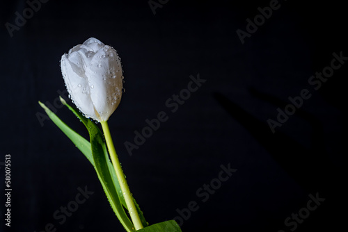 A white tulip on a black background with a place to copy.