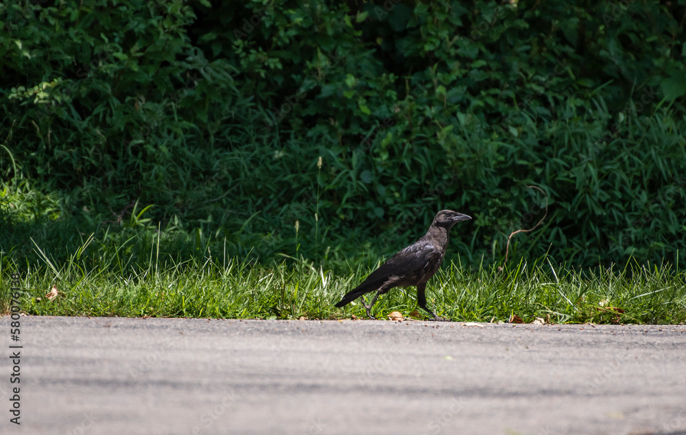 Obraz premium American Crow