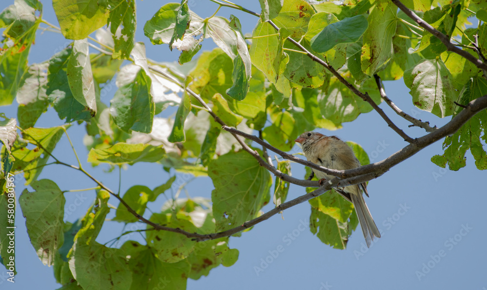 Fototapeta premium Field Sparrow