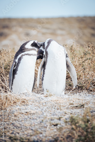 Pingüinos pareja Patagonia Argentina