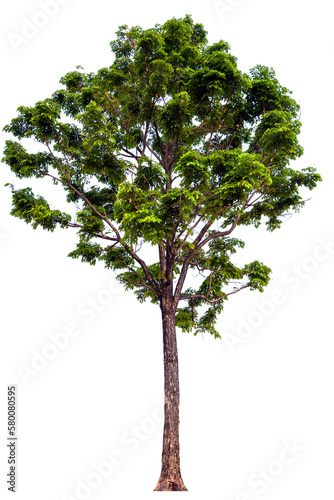 PNG tree transparent background, hight qaulity real tree soft light shooting © Piyapa