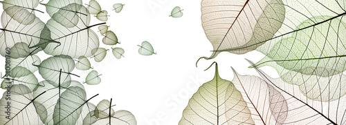 leaf skeletons with veins and cells on white background