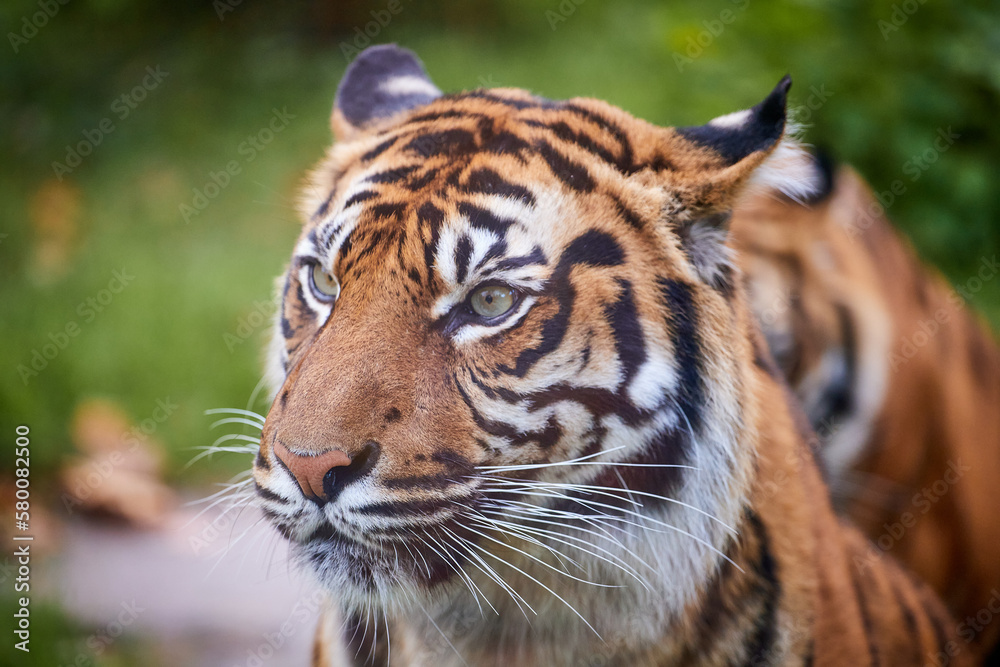 Tiger. Tiger head close-up on a green background. The wild nature. Zoo. Tiger. Tiger head close-up on a green background. The wild nature. Zoo.