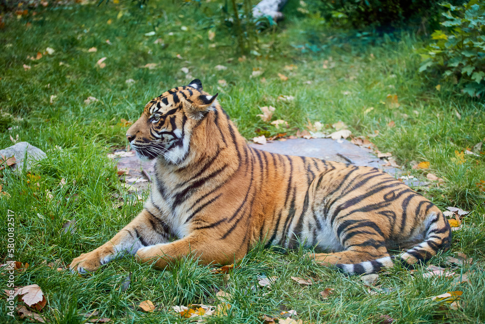 Obraz premium Tiger lies on green grass in sunny weather. The wild nature. Zoo.