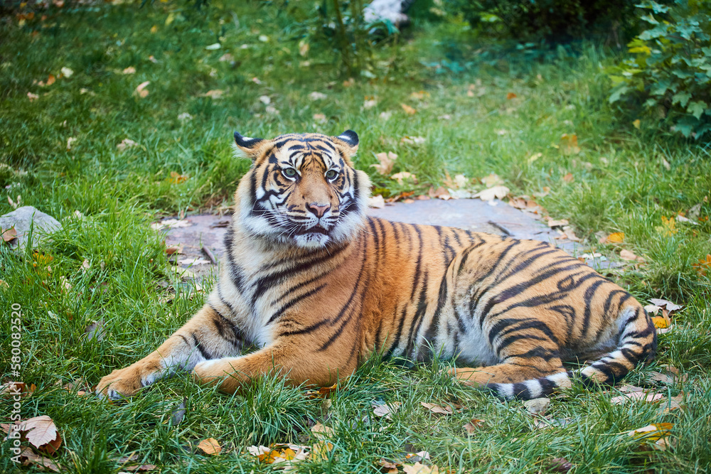 Obraz premium Tiger lies on green grass in sunny weather. The wild nature. Zoo.