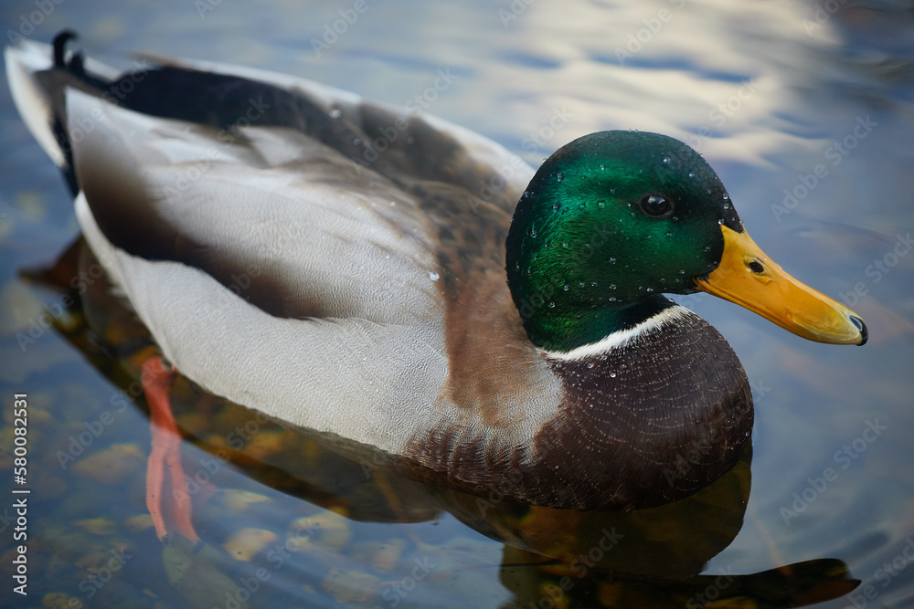 Obraz premium Mallard duck close-up. A gray duck with a green head on the water.
