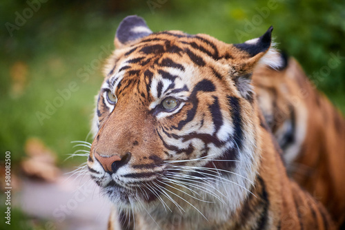 Tiger. Tiger head close-up on a green background. The wild nature. Zoo.