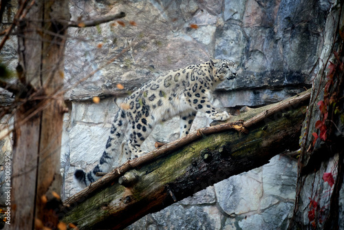 Snow Leopard. A full-length Snow Leopard walks along a fallen tree. The wild nature. Zoo.