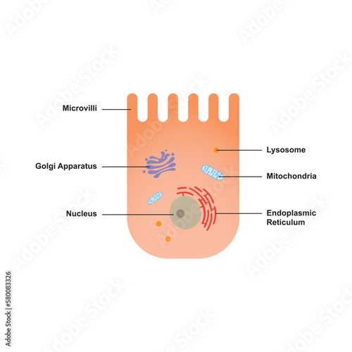 Scientific Designing of Enterocyte (intestine Cell). Vector Illustration. photo
