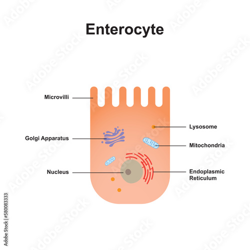 Scientific Designing of Enterocyte (intestine Cell). Vector Illustration. photo