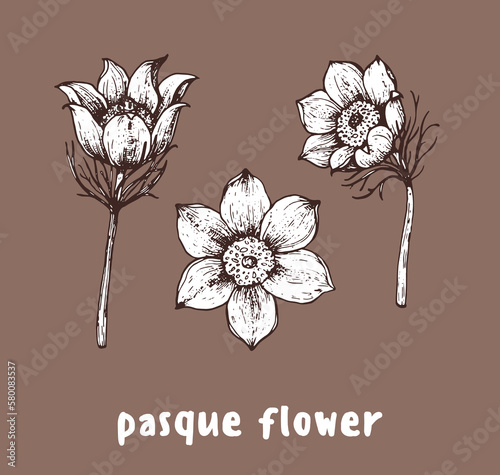 Pulsatilla or Pasque flower hand drawn sketch. Vector illustration. Springtime flower. photo