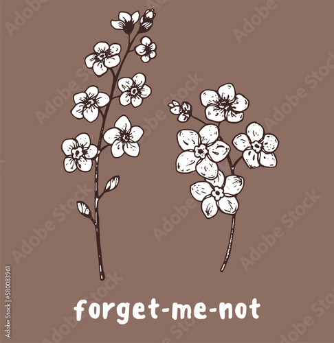Myosotis or Forget-me-not flower hand drawn sketch. Vector illustration. Springtime flower.