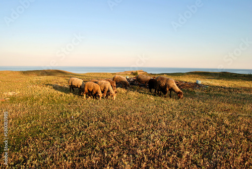 Fototapeta Naklejka Na Ścianę i Meble -  sheep in the field