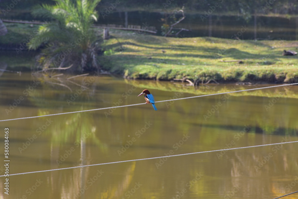 A Kingfisher sitting near a pond . A Kingfisher sitting near a pond .
