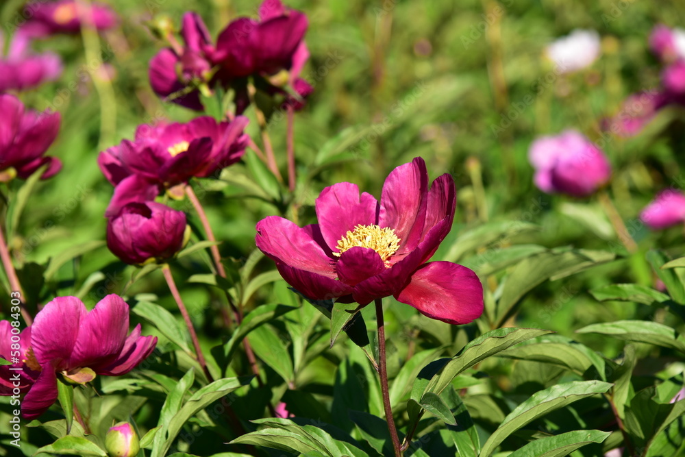 Peonies with red flowers on a background of green leaves Peonies with red flowers on a background of green leaves