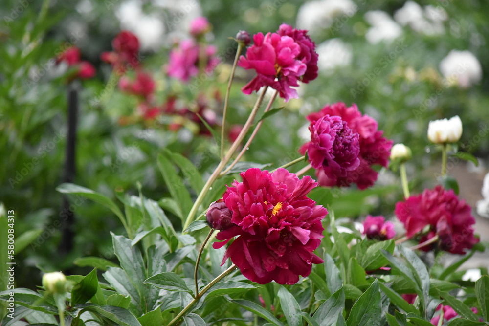Peonies with red flowers on a background of green leaves Peonies with red flowers on a background of green leaves