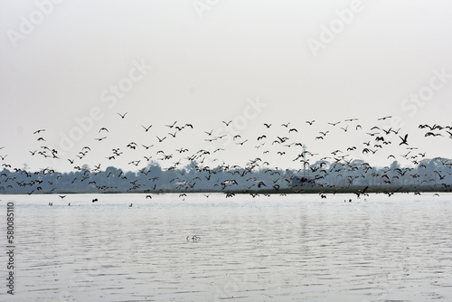 Indian cormorant groups flying over a lake in Tripura , India .