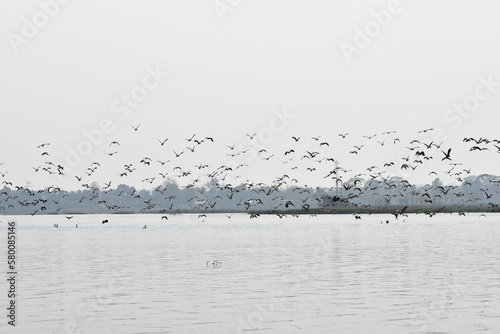 Indian cormorant groups flying over a lake in Tripura   India .