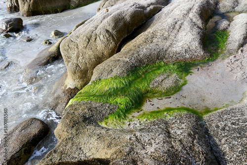 algues vertes sur las rochers photo