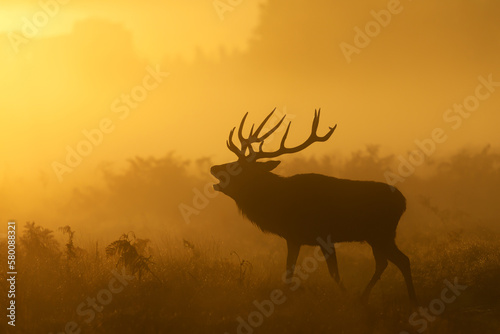 Silhouette of a Red Deer stag calling during rutting season at sunrise