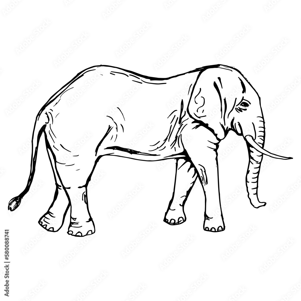 Fototapeta premium Elephant silhouette in full growth. Side view. Drawing with black lines, marker, line art. Vector illustration