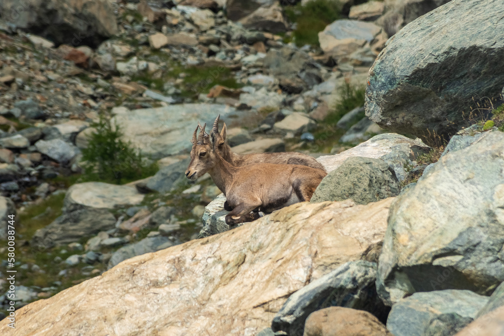 Little wild ibex cub in the Italian Alps Little wild ibex cub in the Italian Alps