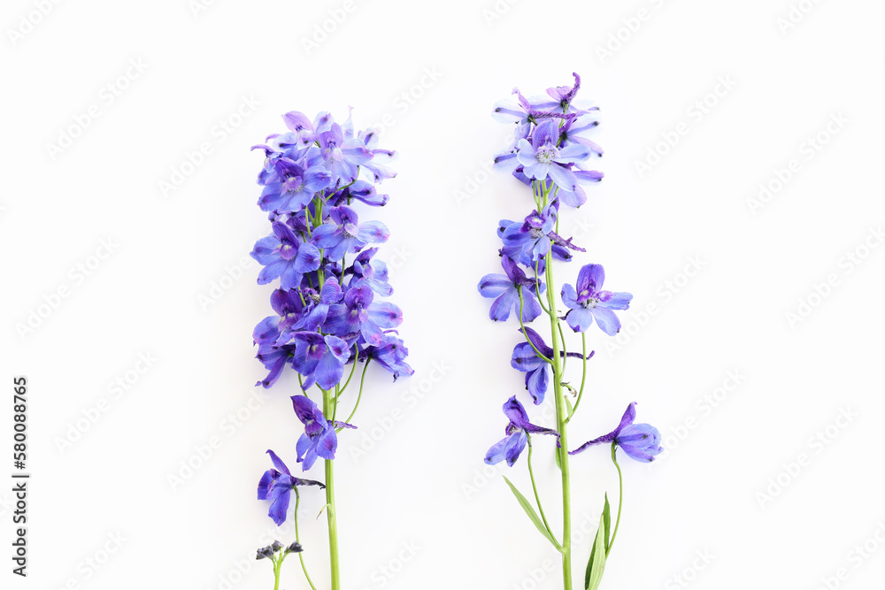Obraz premium Top view image of violet delphinium flowers composition over white isolated background