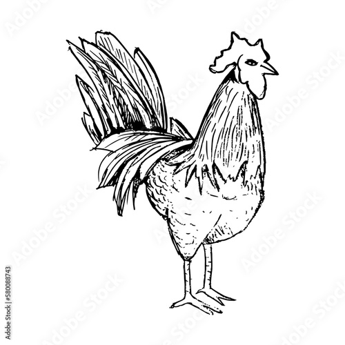 Rooster. Side view. Drawing with black lines, marker, line art. Vector illustration