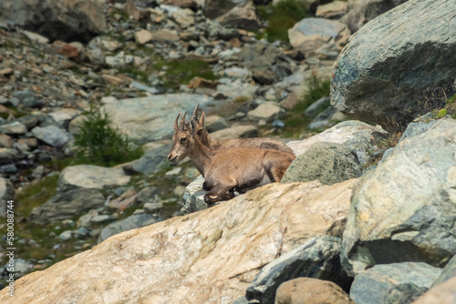 Little wild ibex cub in the Italian Alps © Stefano Zaccaria