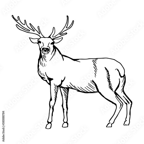 deer with branched horns. Drawing with black lines  marker  line art. Vector illustration