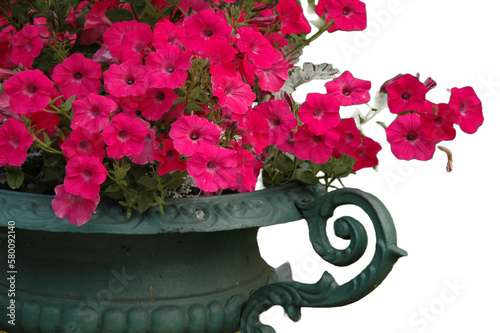 Petunias in planter with no background