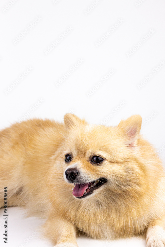 Pomeranian dog isolated on white background, studio shot. Beautiful pomeranian dog.