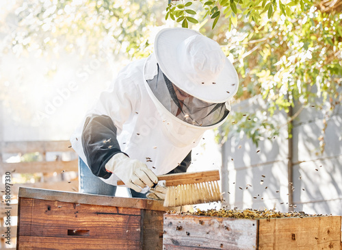 Bees, honey farming and woman with brush at beehive, box and crate for production, eco process and environment. Beekeeper sweeping insects for honeycomb harvest, sustainability and ecology in nature