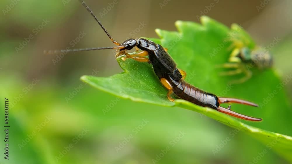 Forficulidae is a family of earwigs in the order Dermaptera. There are ...