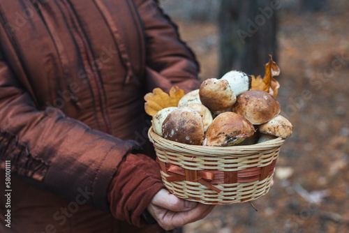 A woman holds edible porcini mushrooms on the background of the forest, seasonal mushroom picking