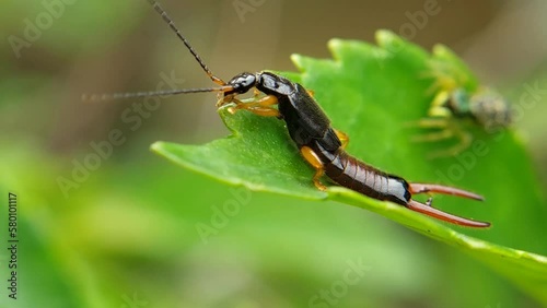 Forficulidae is a family of earwigs in the order Dermaptera. There are more than 70 genera and 490 described species in Forficulidae, jumping spider attack Forficulidae